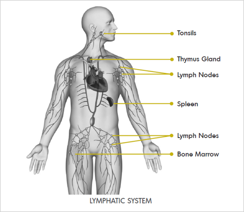 lymphatic system